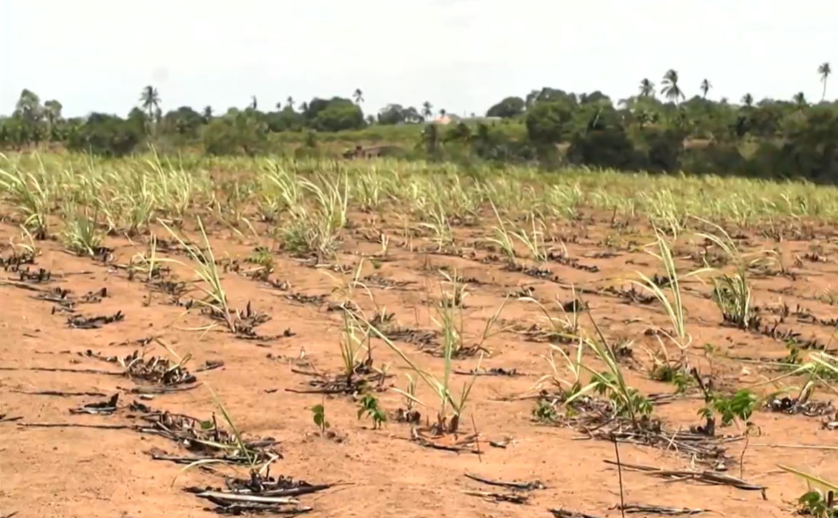 Climas diferentes na zona canavieira de Pernambuco afetam produção