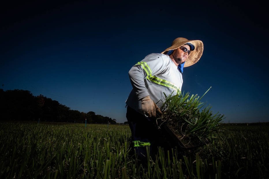 Volta do manejo manual nos canaviais pode abrir até 60 mil postos em quatro anos