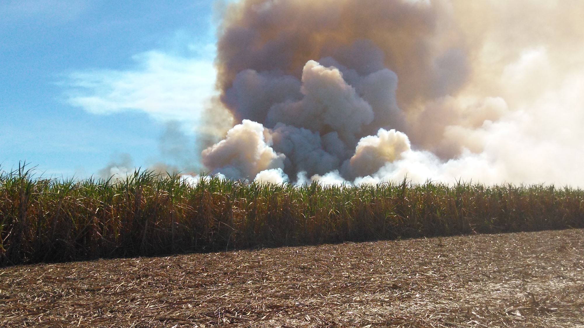 Bunge é multada em R$ 459 mil por incêndio em plantação de cana no Tocantins