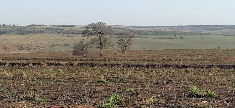 Queimada em canavial resulta em multas de mais de R$ 200 mil a usina sucroenergética