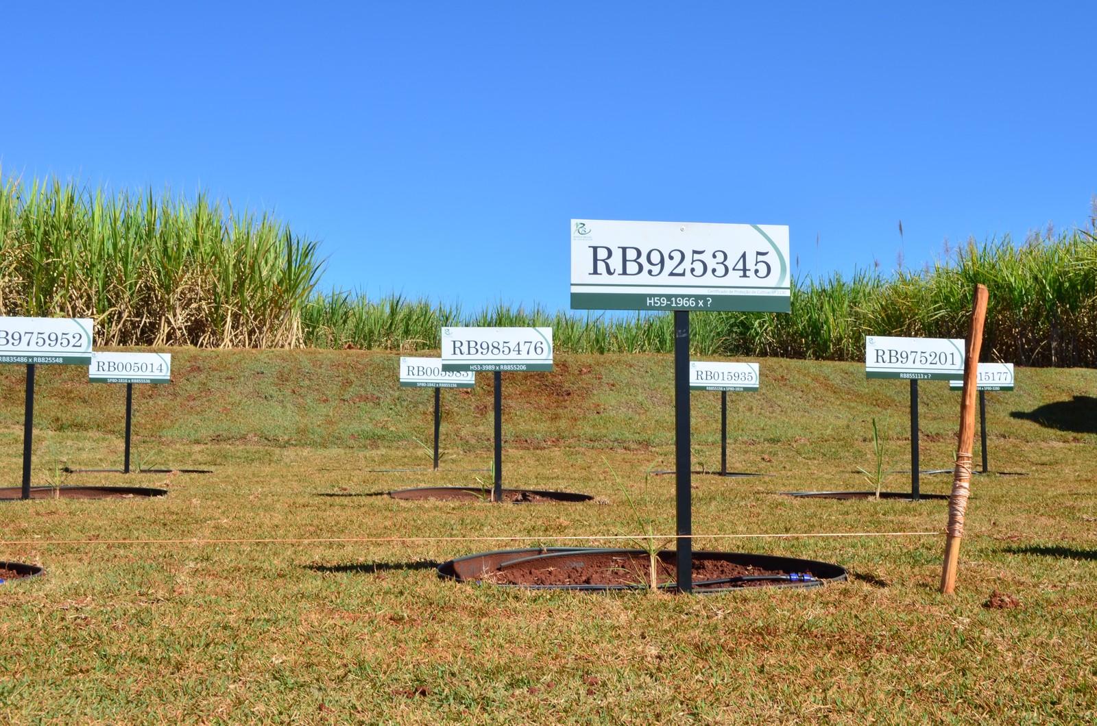 Variedades de cana criadas na UFSCar representam 64% do cultivo em SP e MS
