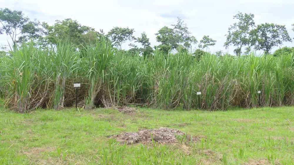 Pesquisadores testam variedades de cana-de-açúcar para melhorar a produção no Acre