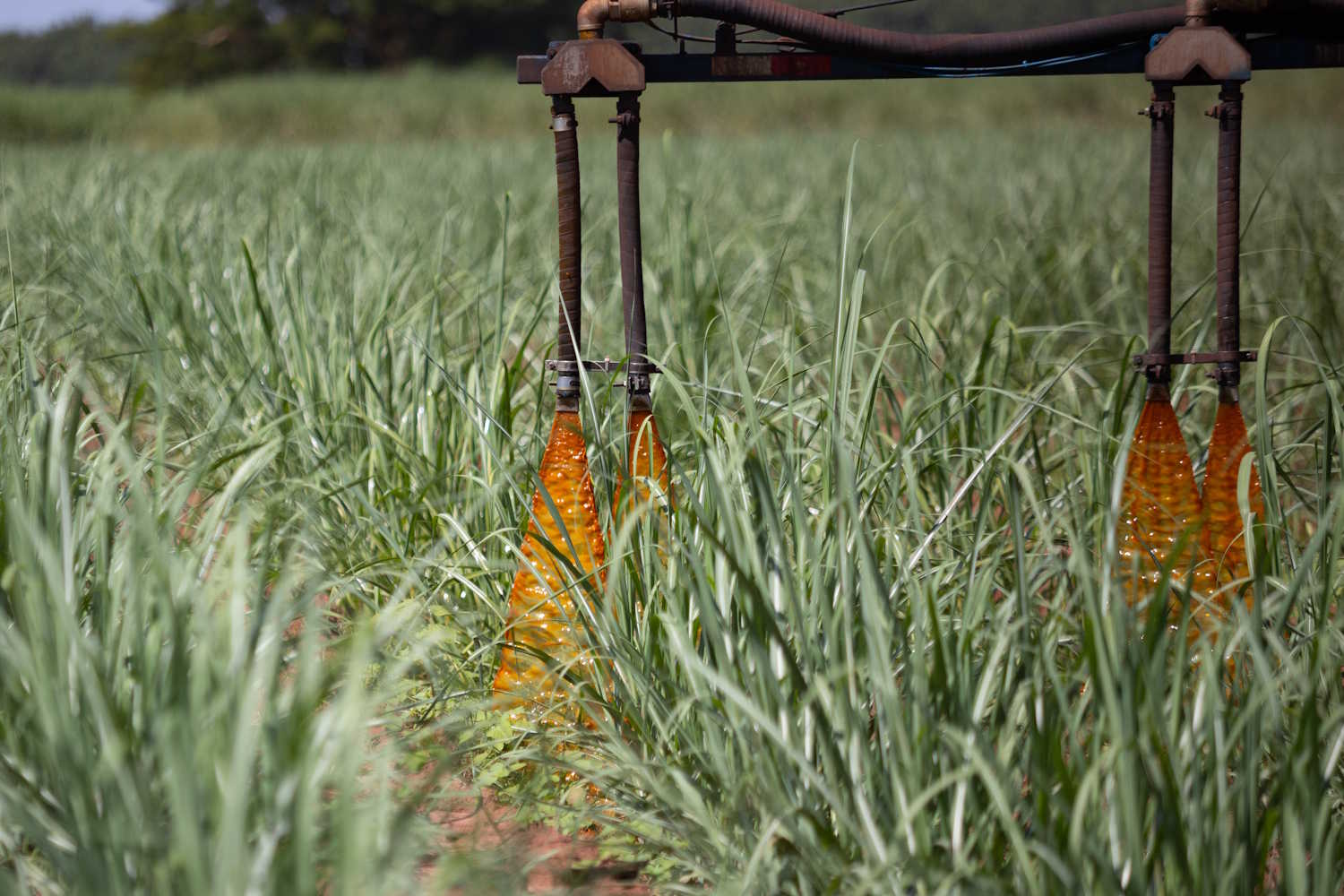 Tereos investe em aplicação de vinhaça para irrigar canavial e mitigar efeitos da seca