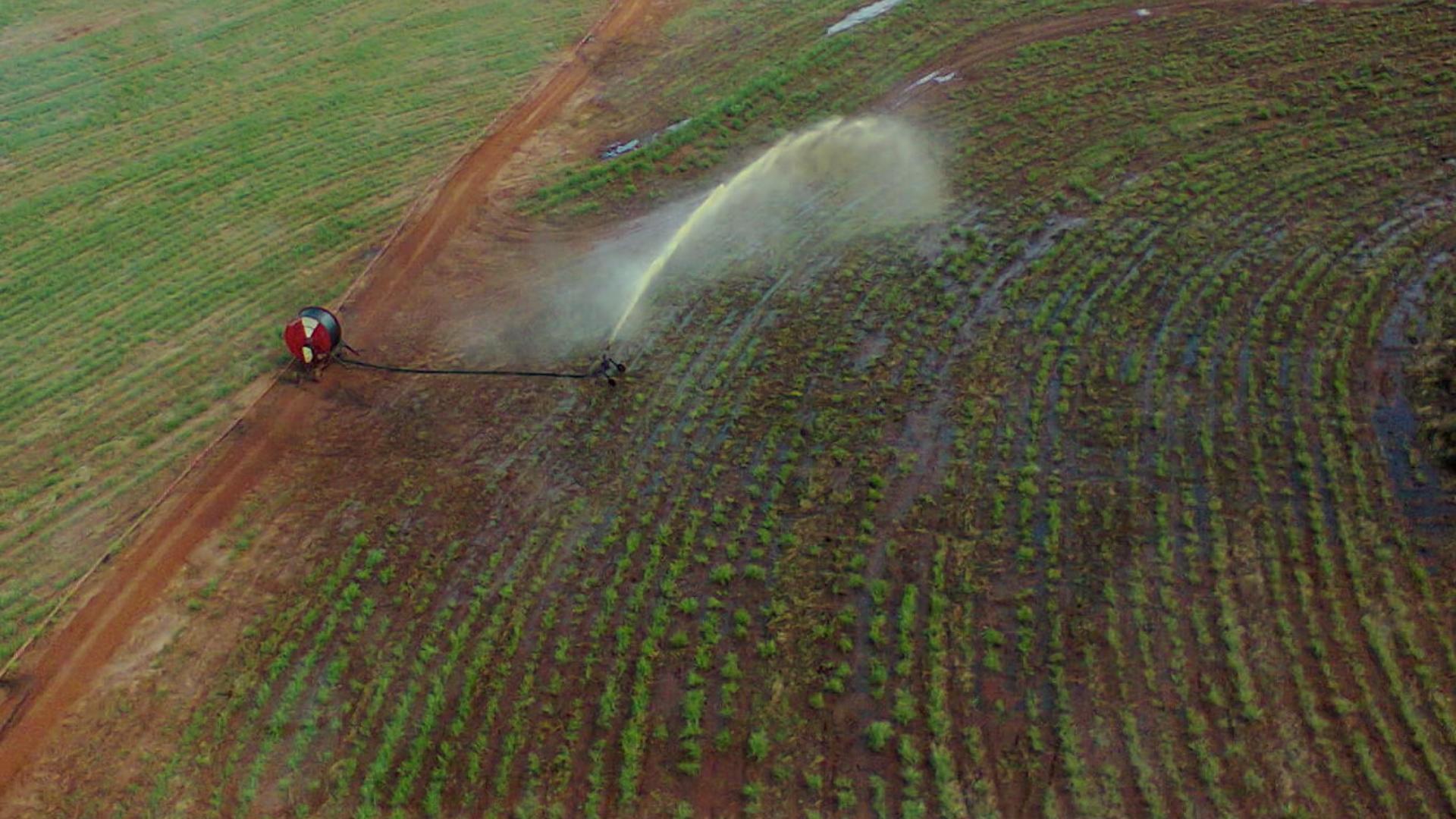 Microalgas encapsuladas ajudam a tratar vinhaça, aponta pesquisa da UFPR