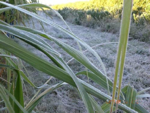 La Niña pode favorecer a ocorrência de geada em Mato Grosso do Sul