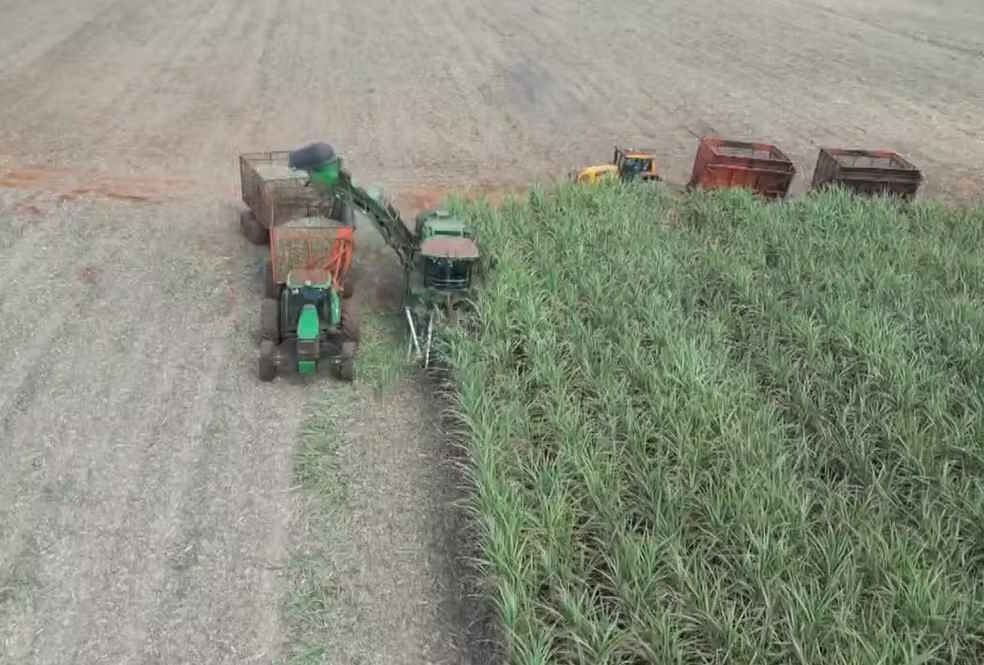 Agricultores paranaenses se unem para produzir cana-de-açúcar de maneira coletiva