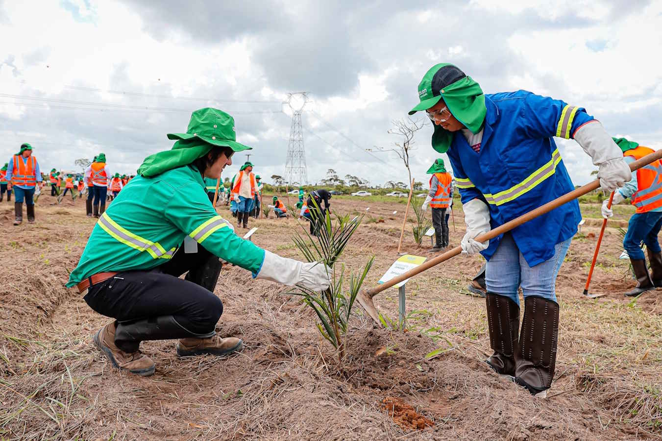Acelen Renováveis dá início ao plantio da macaúba em Cachoeira (BA)