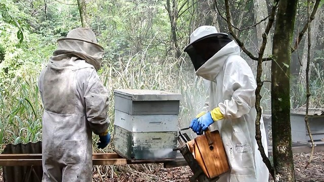 Cofco cria estratégia para proteger apiários próximos aos canaviais