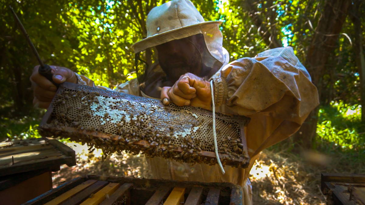 Para proteger abelhas, Cofco cria apiários ao redor de canaviais