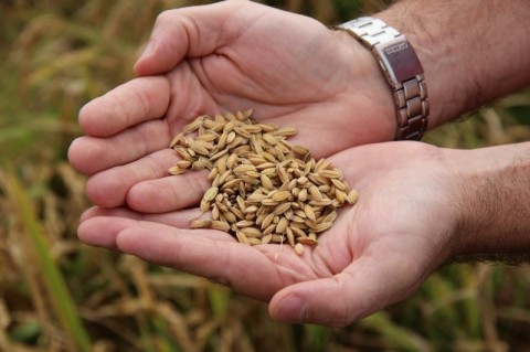 arroz etanol 120515