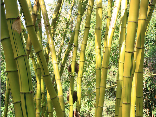 bambu 050418