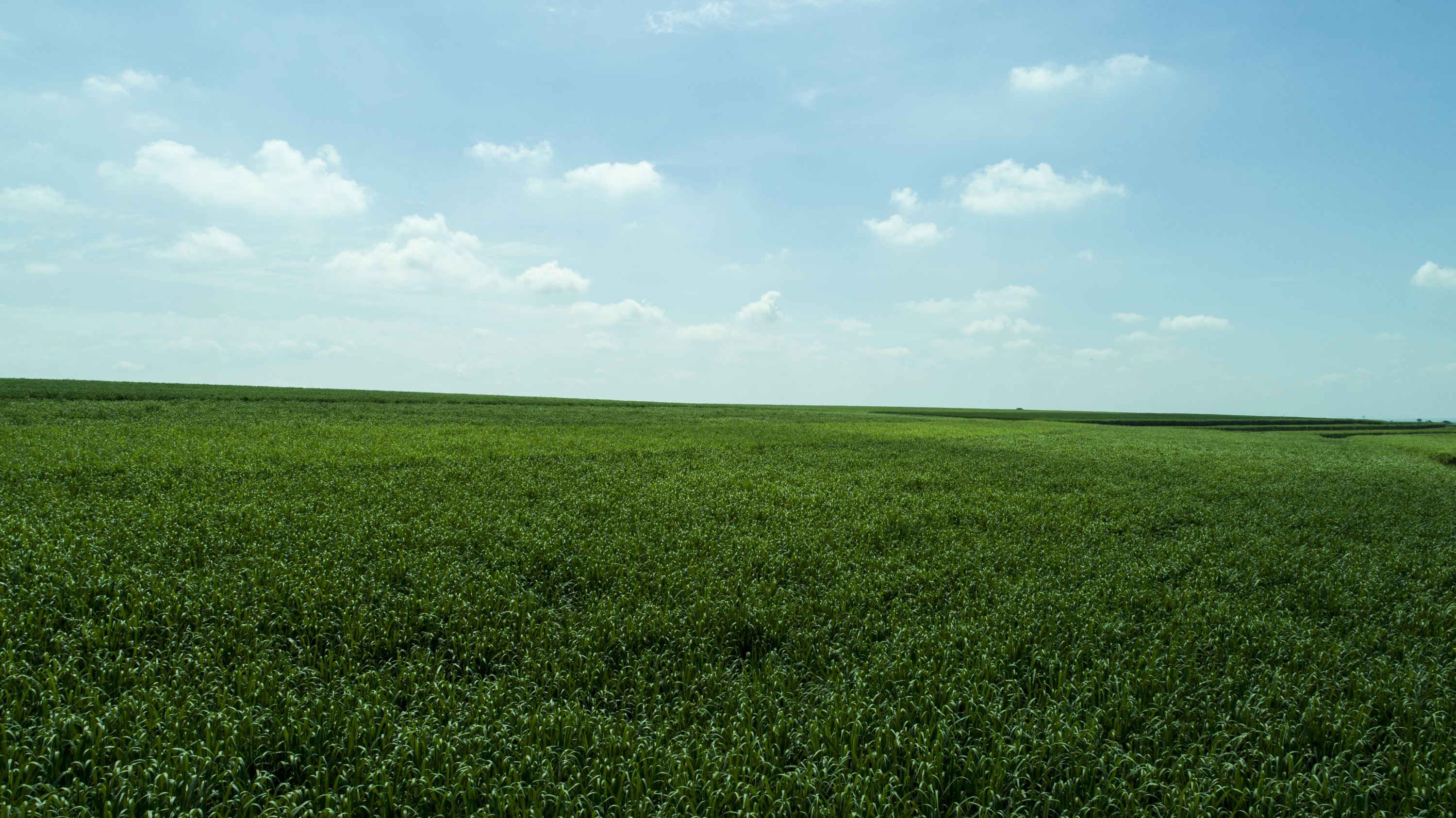 Soluções biológicas em sinergia com químicos ganham espaço nos canaviais e estimulam crescimento das plantas