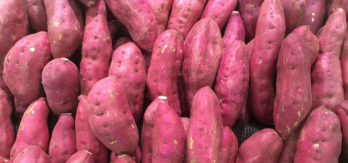 Usina no Rio Grande do Sul produzirá etanol a partir de batata-doce
