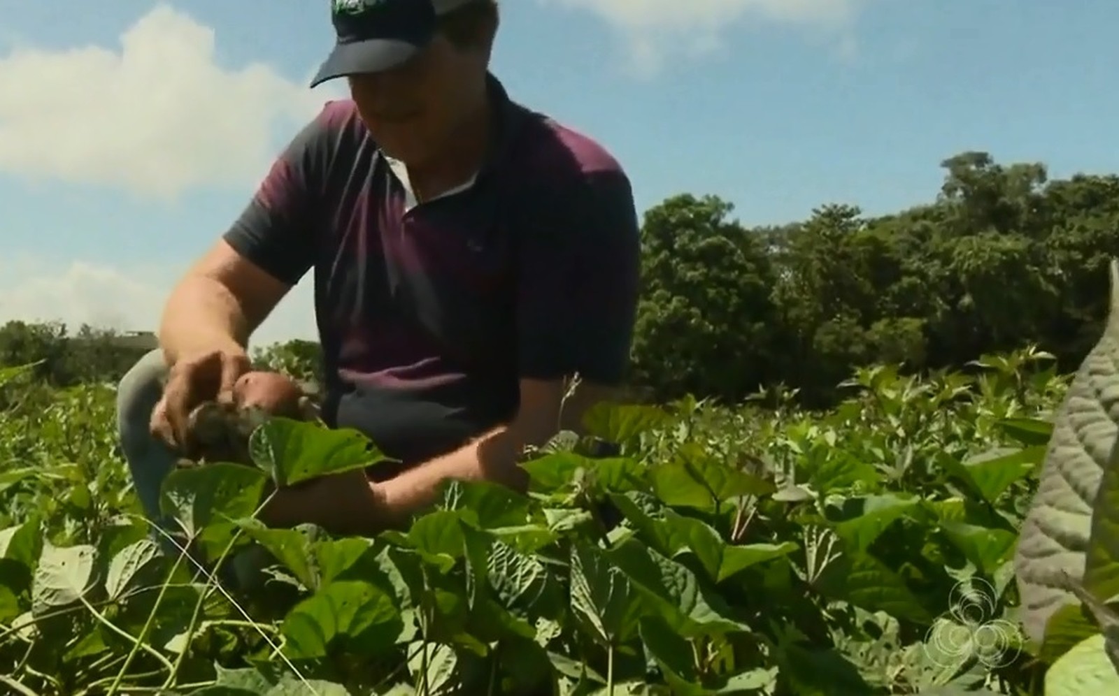 Usina em instalação no Amapá propõe ao mercado etanol à base de batata-doce