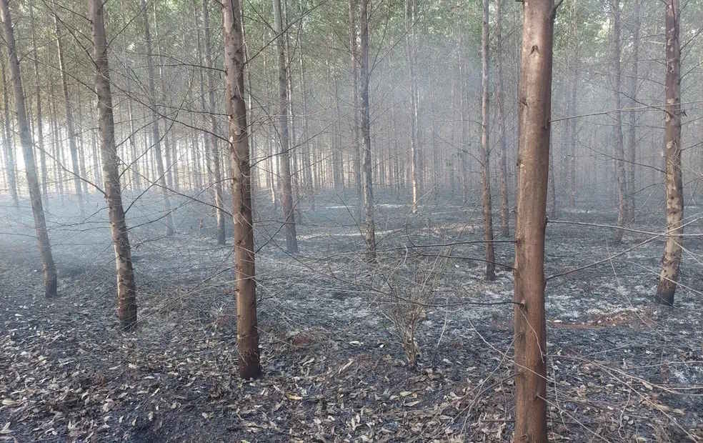 Incêndio de grandes proporções destrói área rural em Tupã (SP)