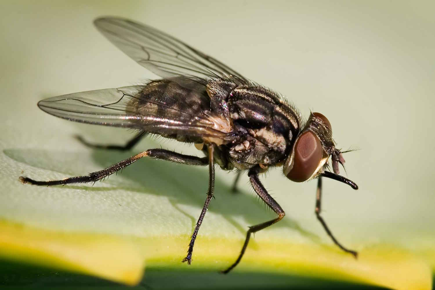 Infestação de mosca-do-estábulo provoca mortes de animais e causa prejuízos em SP