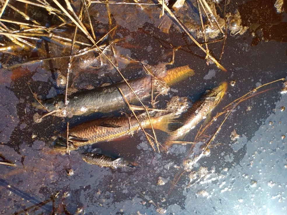 Raízen é multada em R$ 240 mil por despejo de vinhaça em afluente do Rio Piracicaba