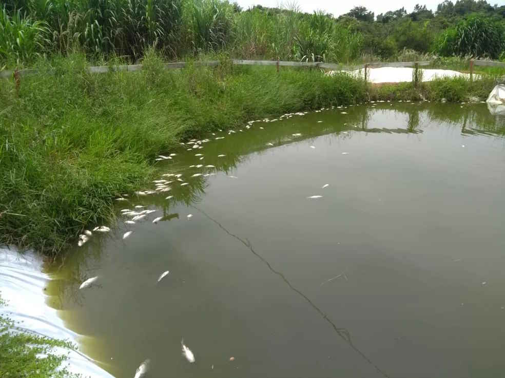 Cidades paulistas têm mortandade de abelhas e peixes após uso de agrotóxicos por canaviais