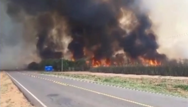 Queimadas em canaviais destroem grandes áreas no noroeste paulista