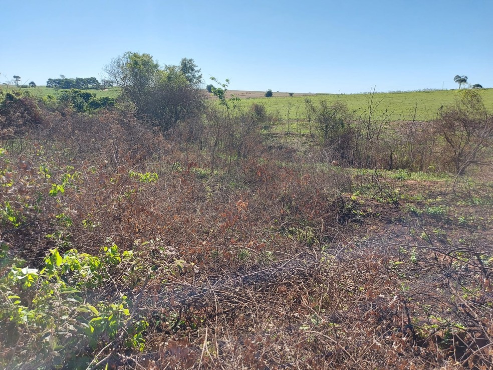 Usina de Rancharia (SP) é autuada em quase R$ 310 mil por uso de fogo em vegetação