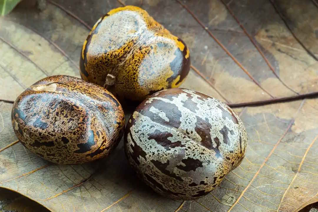 Pesquisa da Unicentro sobre biocombustíveis está entre as mais inovadoras da América Latina