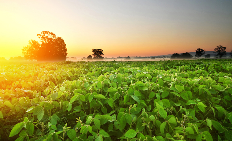 Agricultores no Brasil trocam cana por soja diante de apetite chinês com guerra comercial