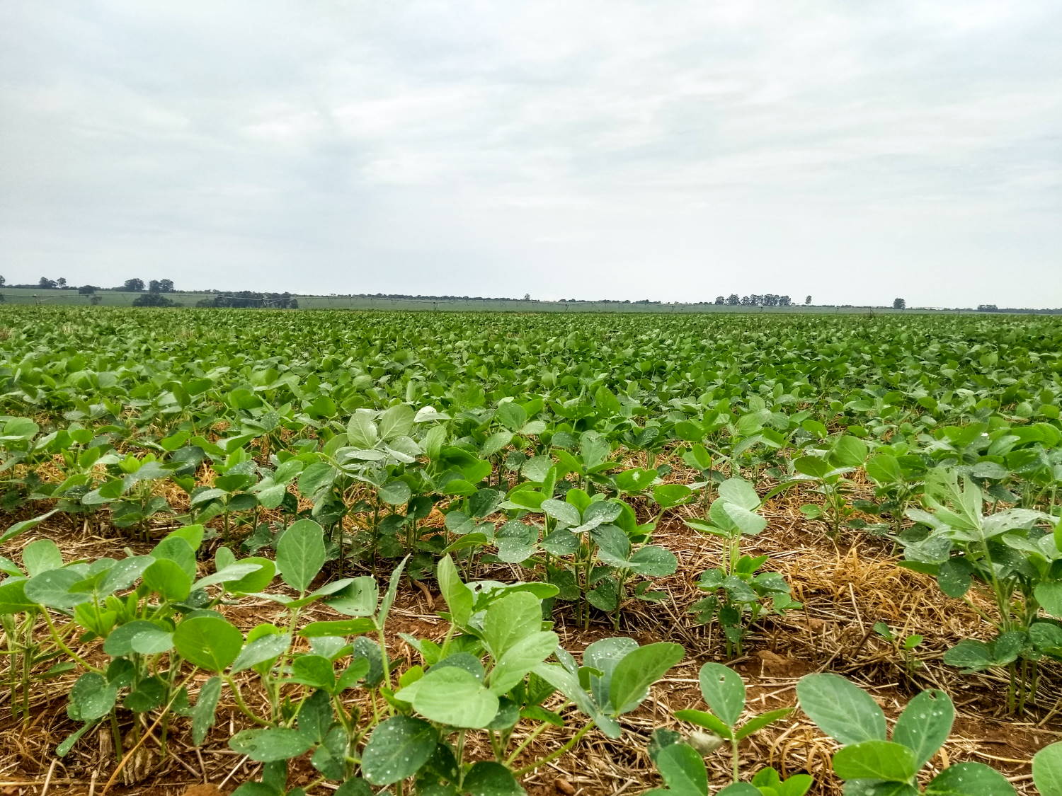Falta de chuvas em Minas Gerais coloca em risco sucessão soja-cana 