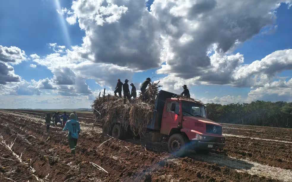 Trabalhadores em condições análogas à escravidão são resgatados em canavial de SP