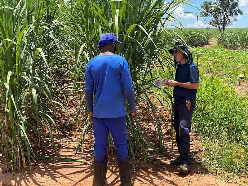 Fazenda que fornece cana para o grupo Colombo é flagrada com mão de obra escrava em SP