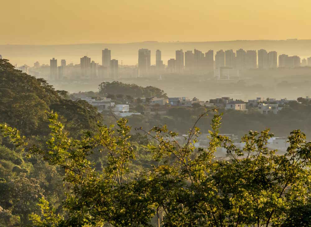 Uva ganha espaço como alternativa à cana-de-açúcar em Ribeirão Preto (SP)