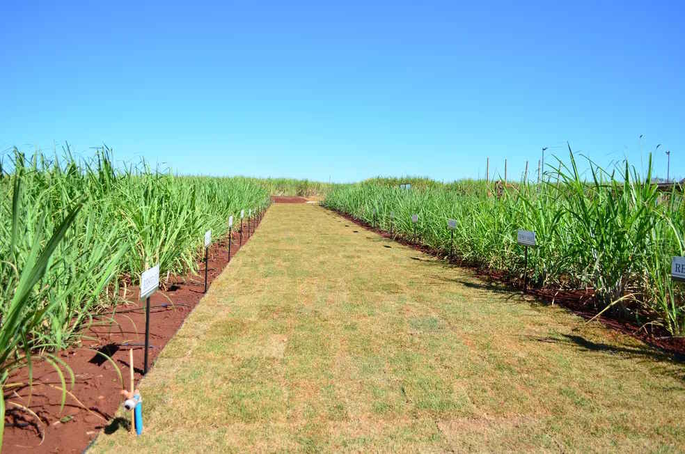 Variedades de cana resistentes à doença causada por fungo são identificadas na UFSCar