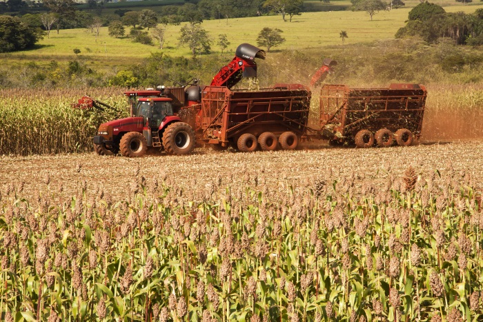 ceres-sweetsorghum