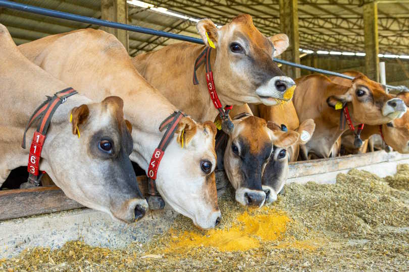 Inpasa lança marca voltada para a nutrição animal