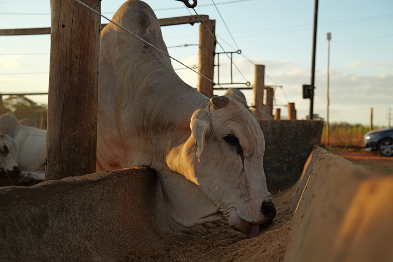Inpasa e UFG realizam estudo sobre o uso de DDGS de sorgo no confinamento de bovinos