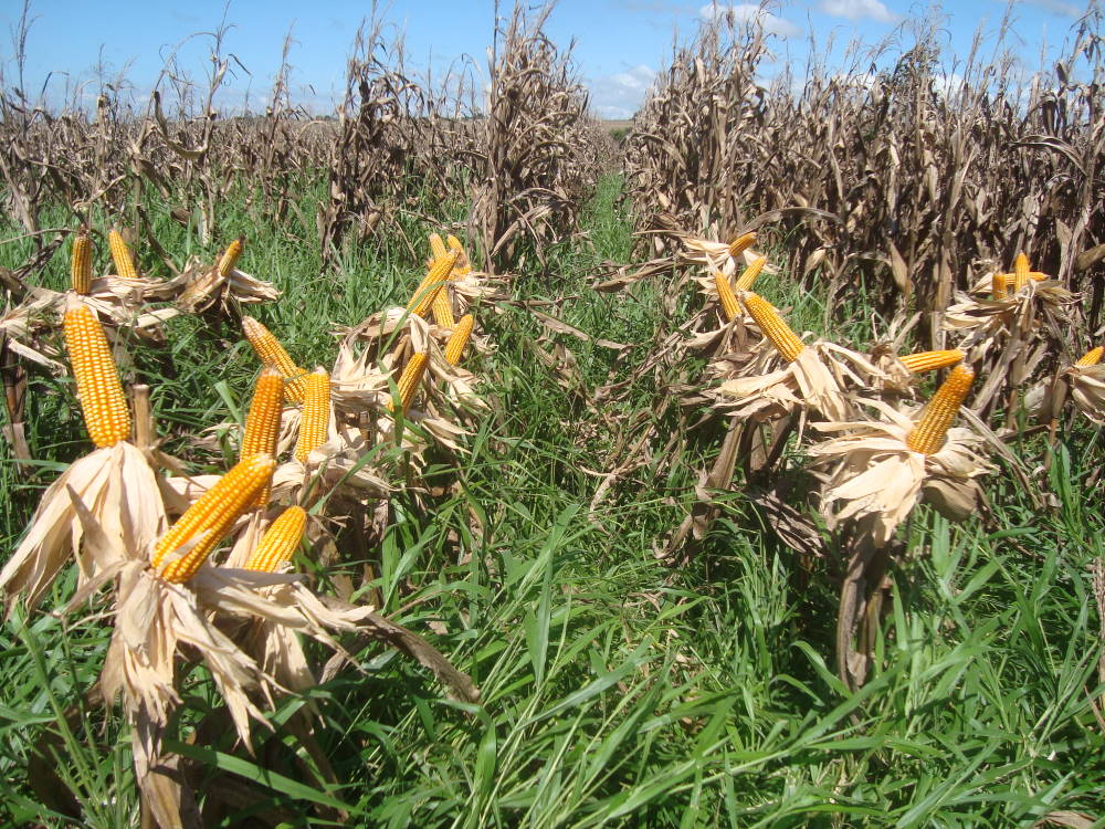 Governo divulga zoneamento agrícola para consórcio milho com braquiária em 2021/22