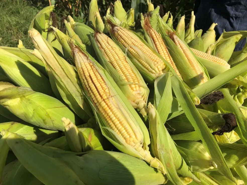 Tempo instável afeta produção de milho no oeste e sudoeste do Paraná