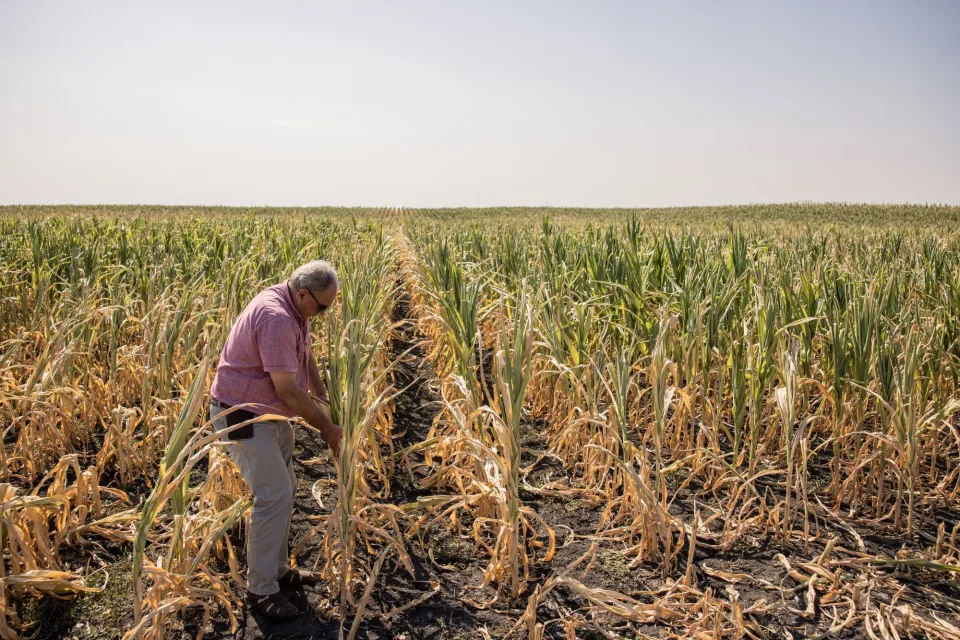 Seca na Europa atinge safra de milho em piora de crise climática