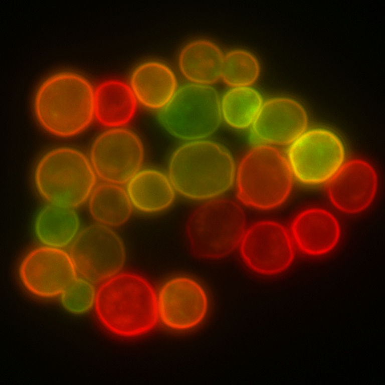 Membrana da célula de levedura visualizada através da fusão da membrana com algumas proteínas com marcadores fluorescentes RFP e GFP.