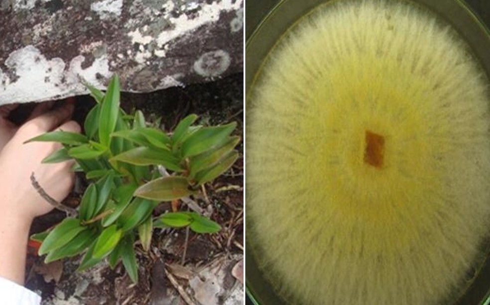 Pesquisa da UFG identifica fungo que pode reduzir o uso de agrotóxicos em canaviais