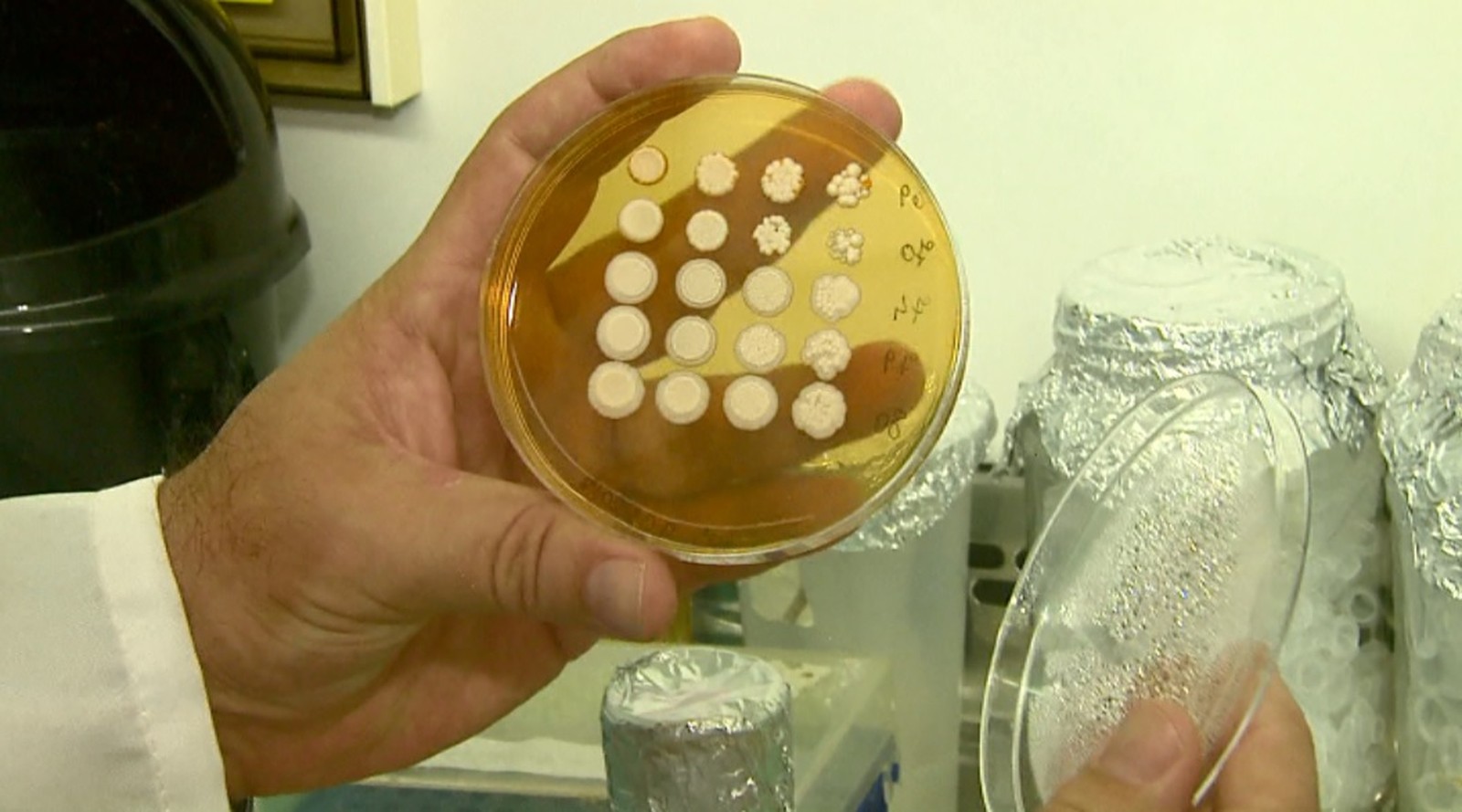 Pesquisa da UFSCar identifica fungos para aumentar a produção de etanol