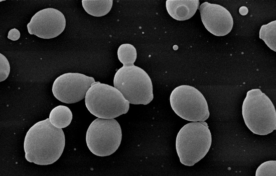 levedura Fermel fermentec 241114
