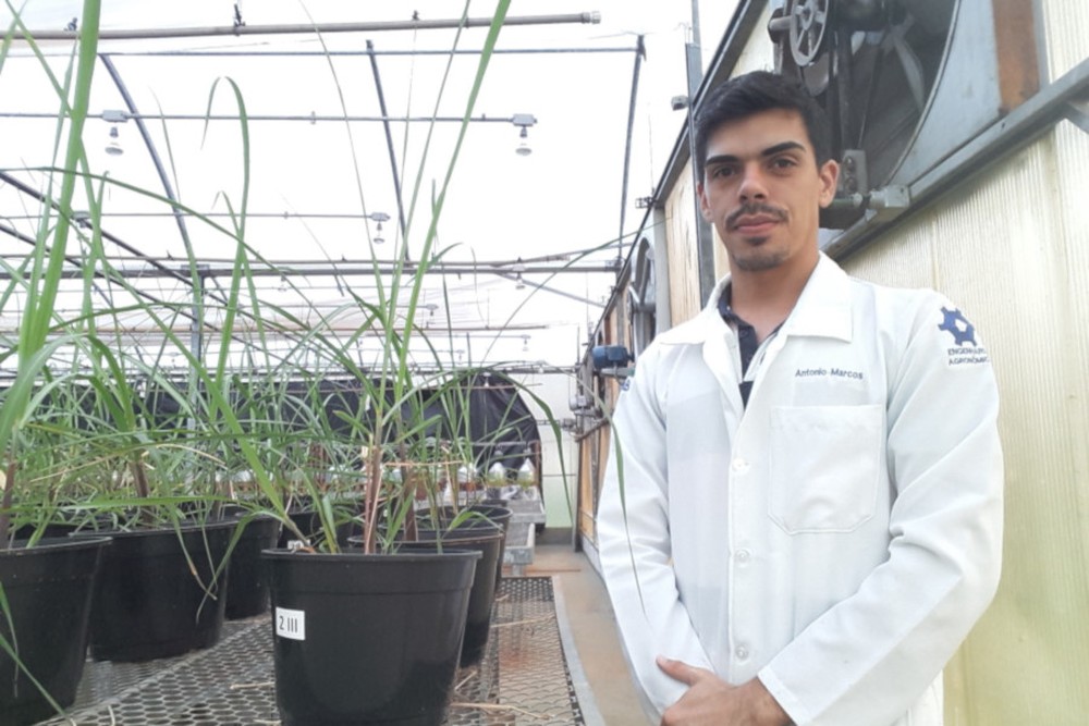 Pesquisa da USP mostra que uso de bactéria eleva produtividade de cana-de-açúcar