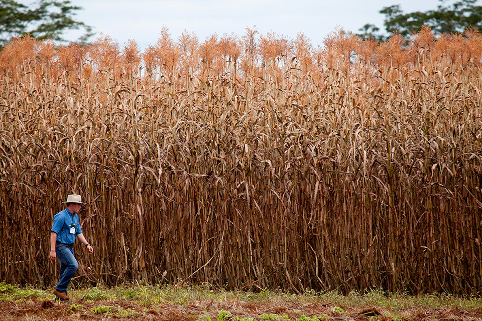 Seis grupos se interessam e NexSteppe amplia 10 vezes cultivo do sorgo biomassa