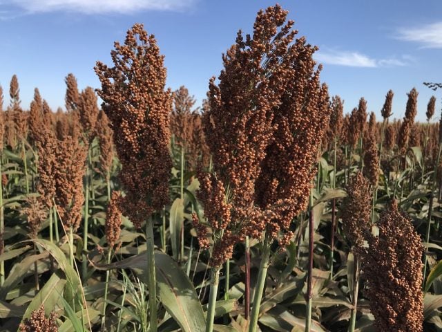 Sorgo pode ser alternativa para complementar milho na produção de etanol