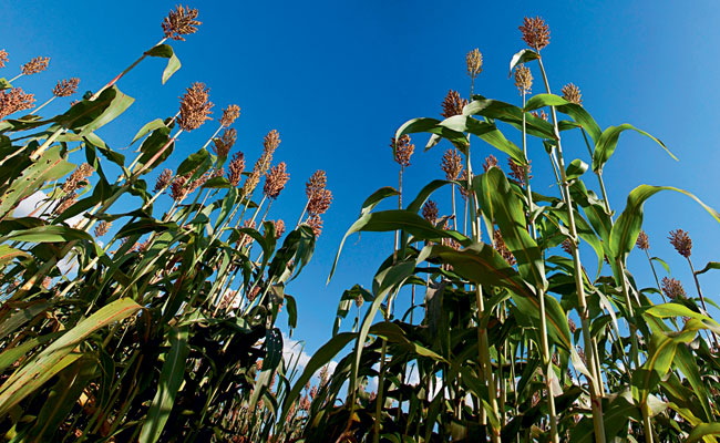 sorgo sacarino planta etanol 170315