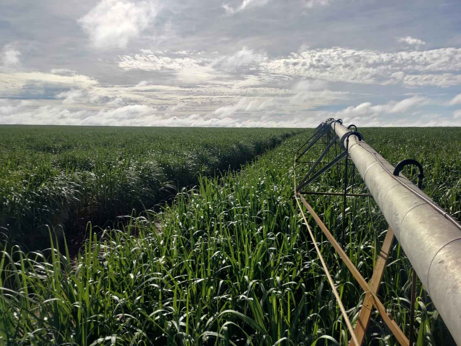 Usina Santa Adélia inicia projeto de irrigação por gotejamento no polo Igaraí