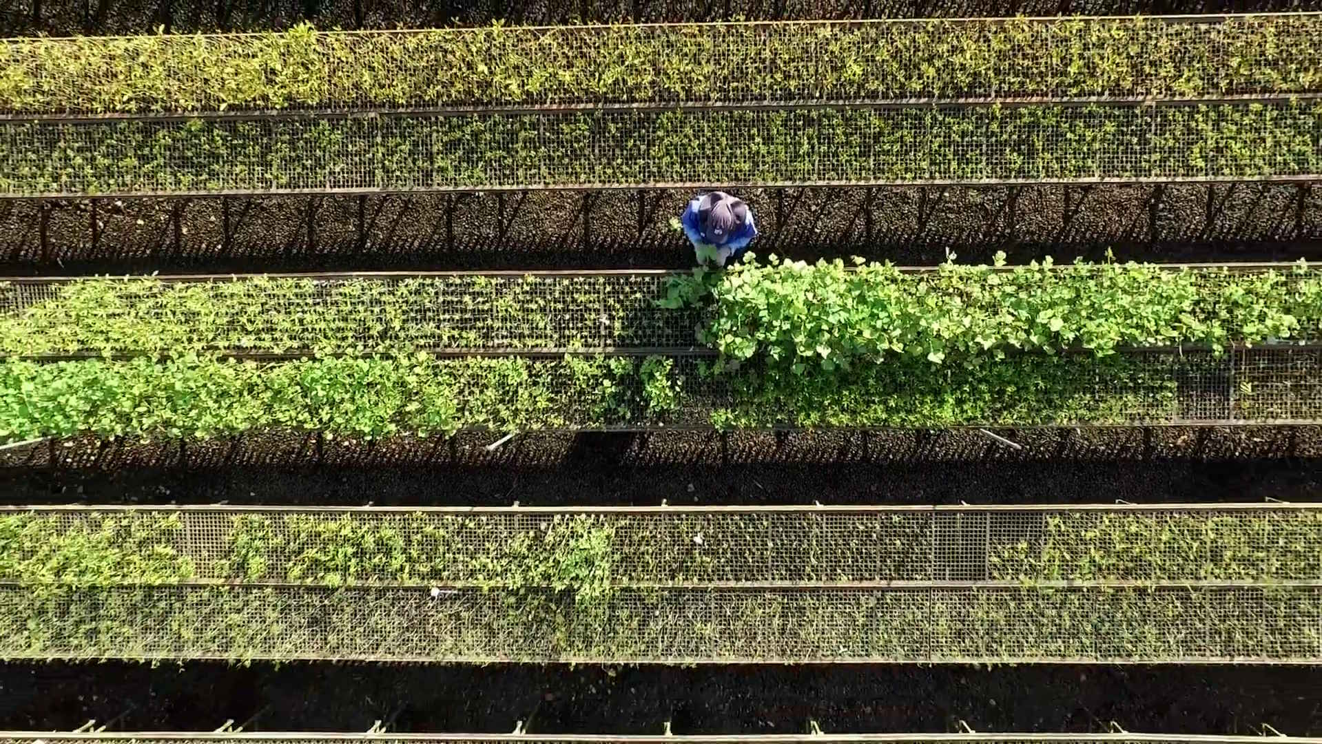 Programas ambientais são “cartão de visitas” de fazenda de cana-de-açúcar premiada