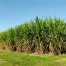 Datagro estima moagem de 625 mi ton de cana-de-açúcar na safra 2016/17
