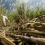 Seca pode derrubar safra de cana em cerca de 20% no Nordeste