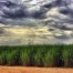 Cana-de-açúcar deu origem à 17% de toda energia do Brasil em 2015
